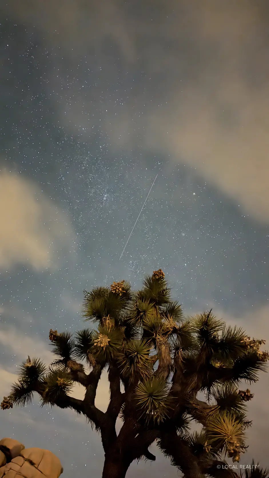 Joshua tree beneath stars and softly lit clouds
